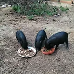 Oda ve Kahvaltı Les Roches D'hotes