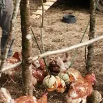 Oda ve Kahvaltı Les Roches D'hotes 3*