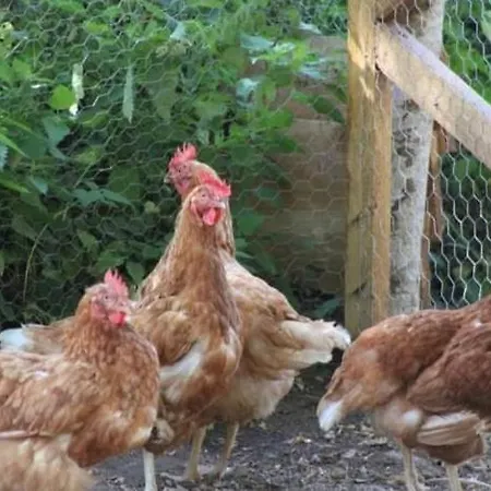 Les Roches D'hotes Alojamento de Acomodação e Pequeno-almoço Servant