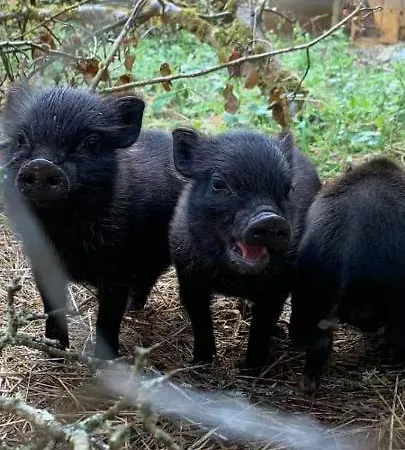 Alojamento de Acomodação e Pequeno-almoço Les Roches D'hotes