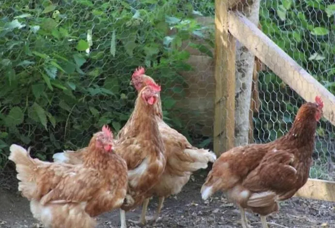 Les Roches D'hotes Bed & Breakfast Servant