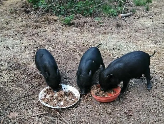 Bed & Breakfast Les Roches D'hotes