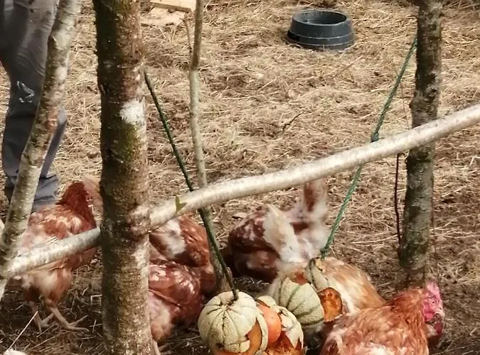 Oda ve Kahvaltı Les Roches D'hotes 3*